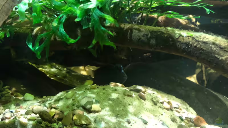 Buckelkopfcichlide - Männchen in seiner gegrabenen Höhle von schroepse (18)