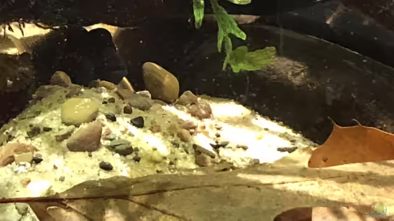 Buckelkopfcichlide - Männchen in seiner gegrabenen Höhle von schroepse (32)