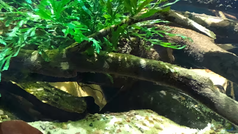 Buckelkopfcichlide - Männchen in seiner gegrabenen Höhle von schroepse (34)