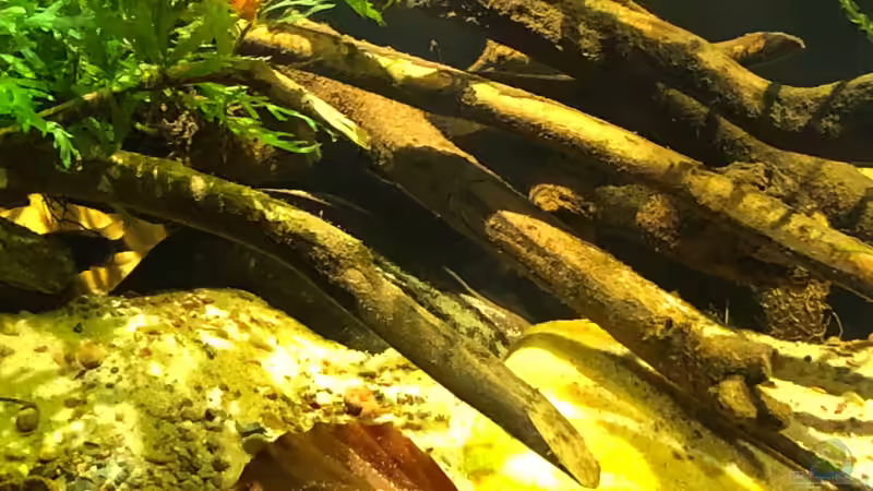 Buckelkopfcichlide - weibchen in der gegrabenen Höhle von schroepse (35)