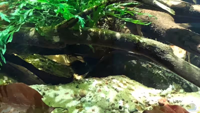 Buckelkopfcichlide - weibchen in der gegrabenen Höhle von schroepse (36)