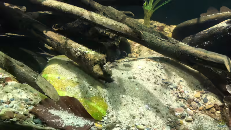 Einrichtungsbeispiele für die Haltung von Buckelkopfcichliden (Steatocranus casuarius) im Aquarium