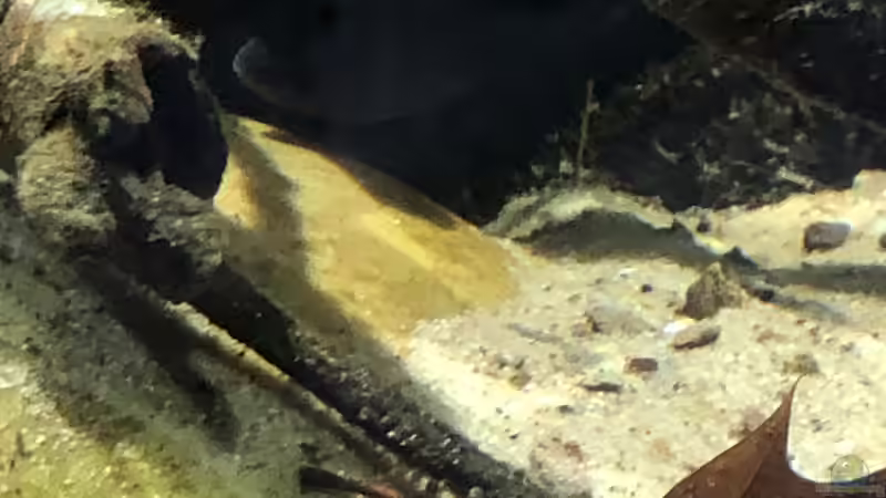 Buckelkopfcichlide weibchen - etwas scheu von schroepse (33)