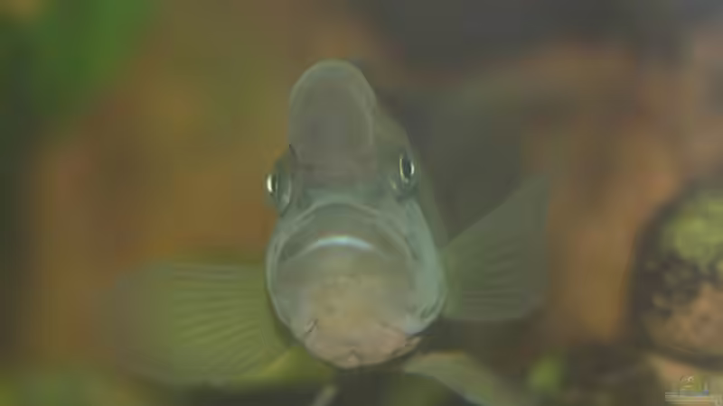 Buckliger Buckelkopf von Matthias Schmidt (8)