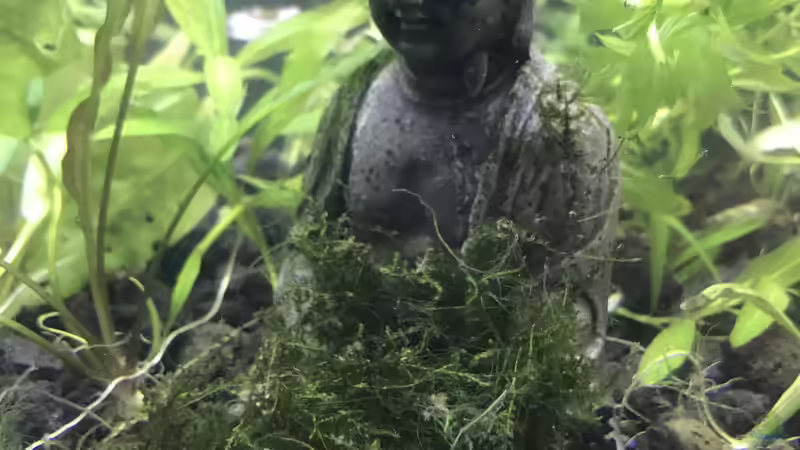 Budda- Moos war wegen zu viel Lichtintensität zu sehr verfadenalgt weswegen es inzwischen von Günnis Medaka Refugium (17)