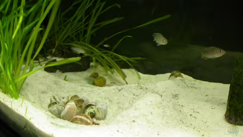 Buddelareal mit Schneckenhäusern von Alex Stark (2)