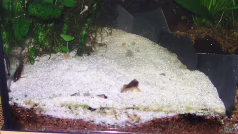 Buddelecke für meine Welse  von Daggi Mittag (8)