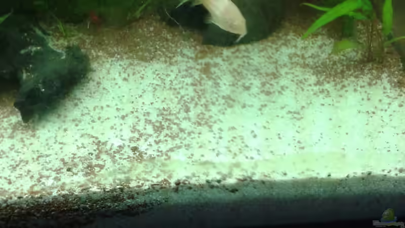 Buddelecke mit Feinem Garnelensand von Reinhold Berk (3)