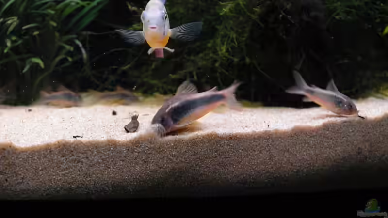 Buddeln im Sand von WSS (24)