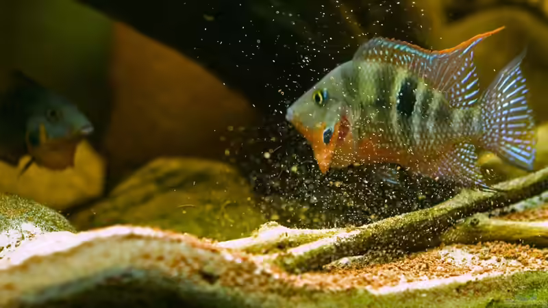 Buddeln und Drohen -> typisches Buntbarschverhalten von Benjamin Hamann (42)