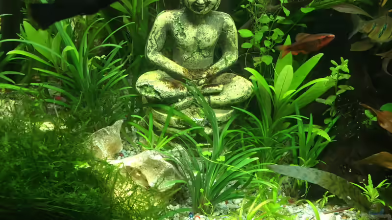 Buddha im Dschungel  von Christian Bernreiter (22)