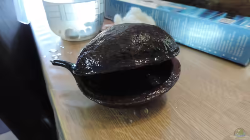 Buddhanuss von Fichte (26)