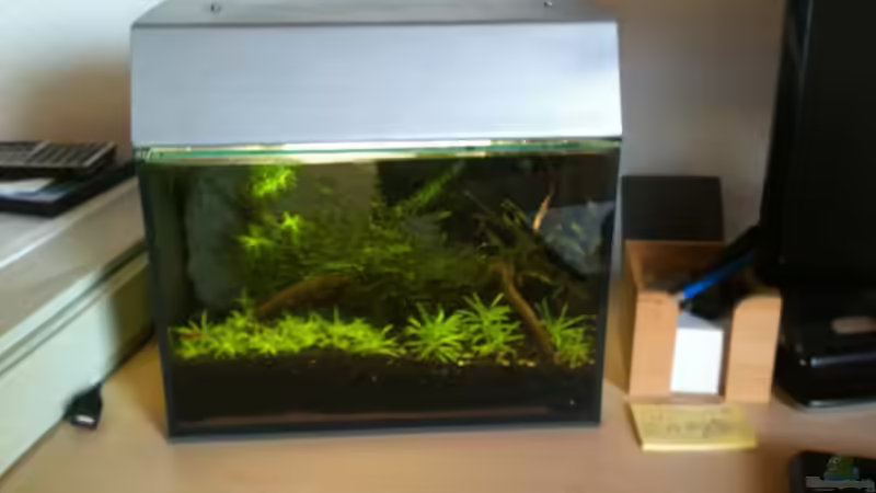 Büroaquarium von Zarquon (2)