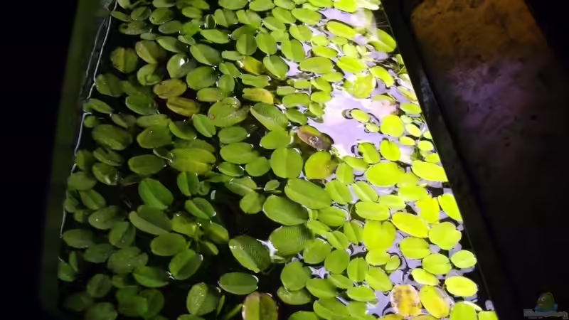 Büschelfarn als Schwimmplfanzendecke von Caricciola (14)