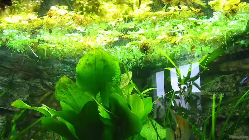 Büschelfarn ´salvina auriculata´,Südamerikanischer Froschbiss von Bämbel (23)