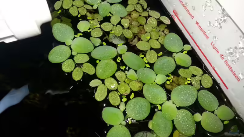 büschelfarn und Muschelblume von Katharina Müller (8)