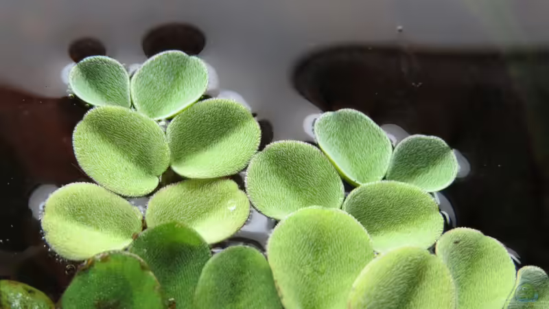 Büschelfarn von Joni_99 (10)