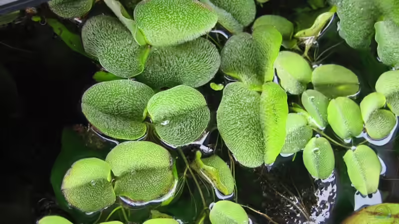 Büschelfarn von Marco B. (8)