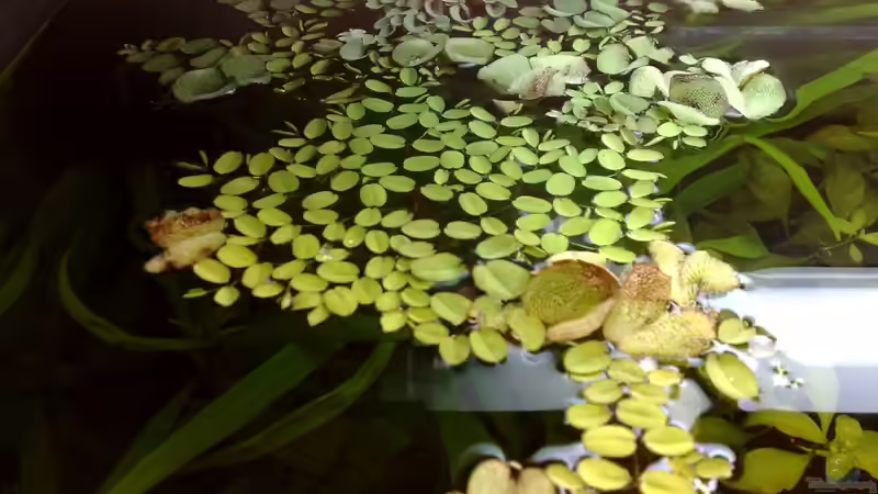 Büschelfarn von Oben von Tudelui (12)