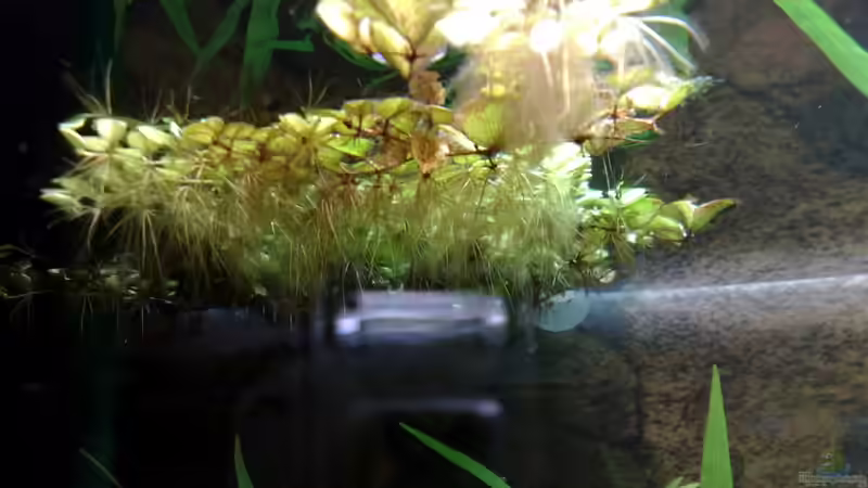 Büschelfarn von Unten von Tudelui (13)