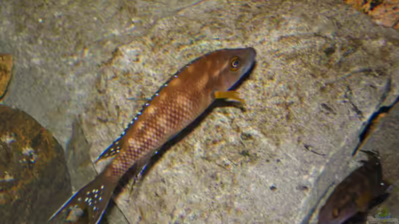 buescheri von Thomas Wiesner (11)