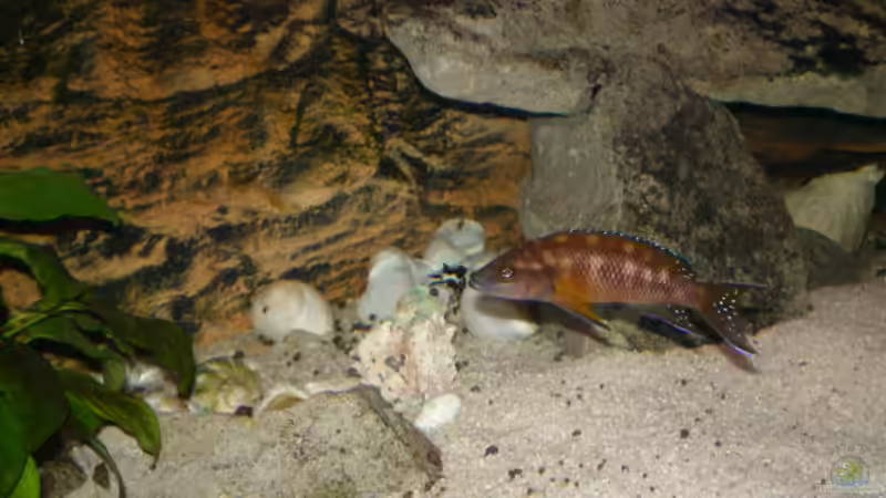 buescheri von Thomas Wiesner (9)