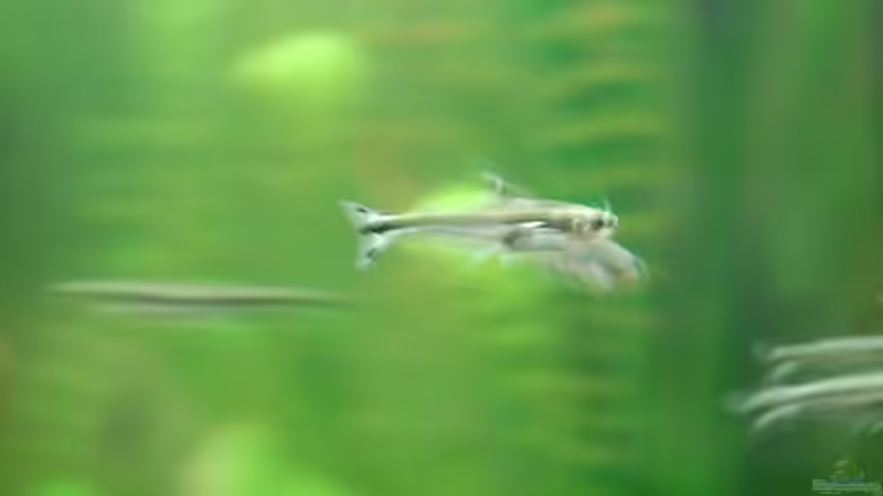 buffei und der versuch mal einen einzeln zu fotografieren von ml69 (25)