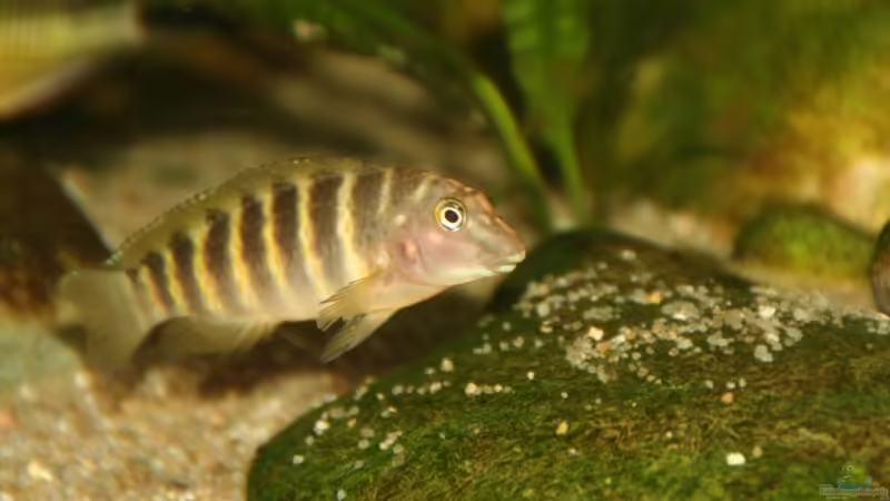 Buffet von Maclya (7)