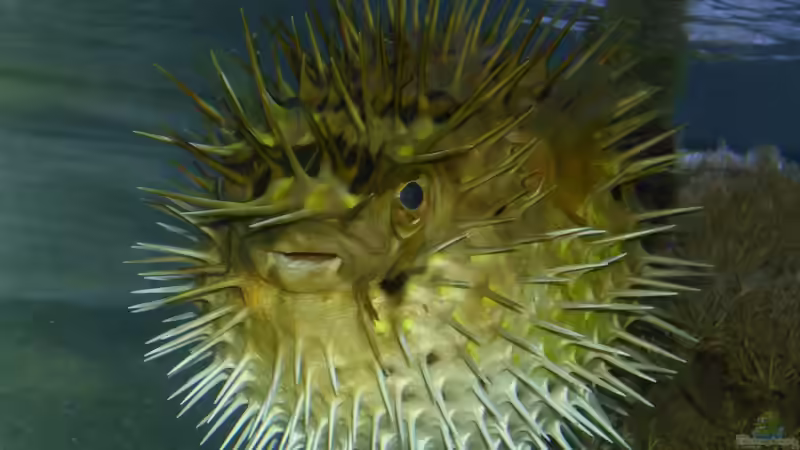 Buhhhhhhhhhhhhhhhhhhh..... von mr.boomBASCHTIc (1)