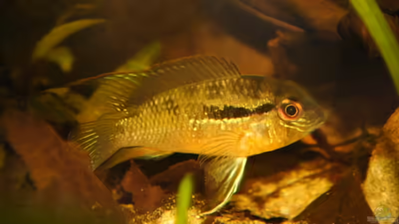 Bujurquina spec. Bolivien von Didi (30)