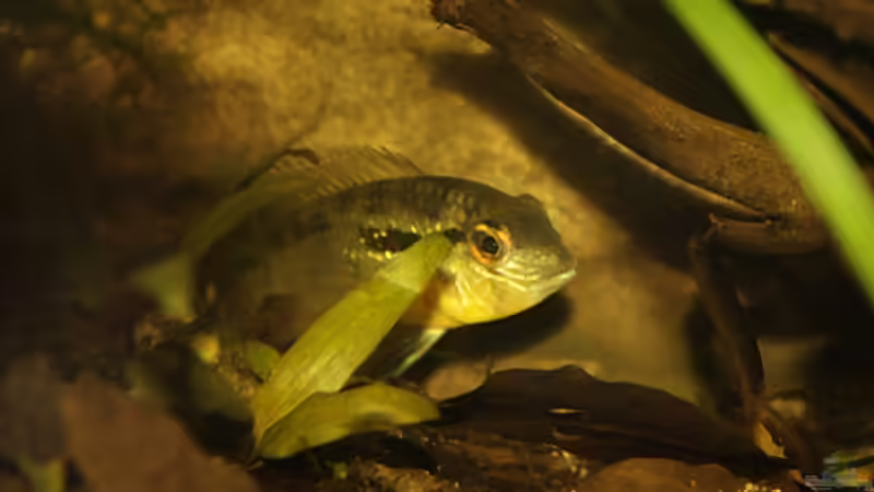 Bujurquina spec. Bolivien von Didi (31)