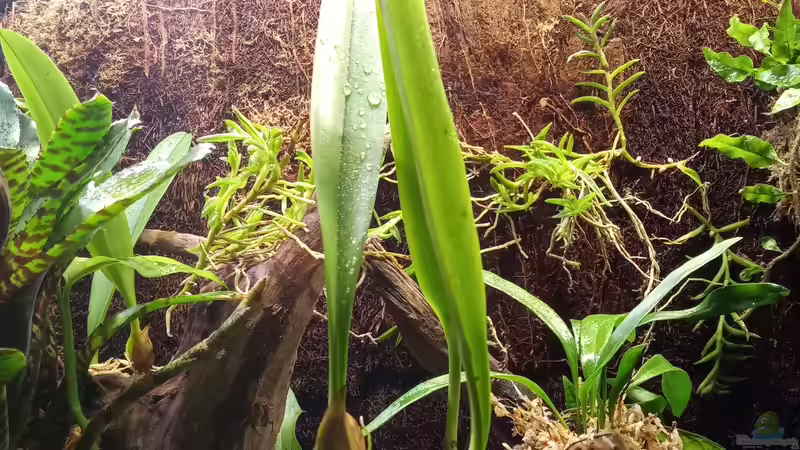 Bulbophyllum species von Junglist (13)