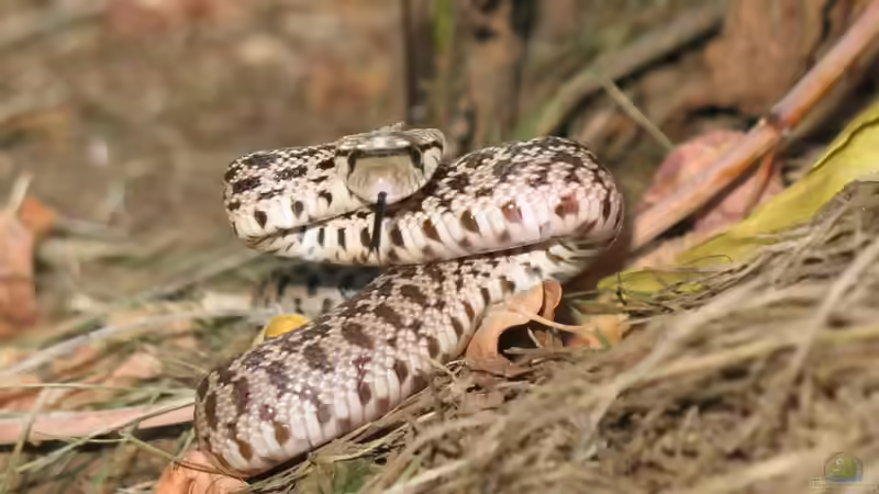 Bullennattern der Gattung Pituophis: Haltung, Arten, Verhalten und Besonderheiten