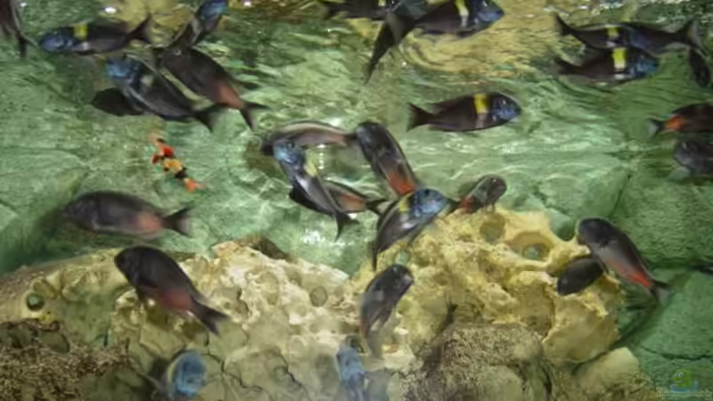 Bulu Points  &  Duboisi von Peter Estermann (5)