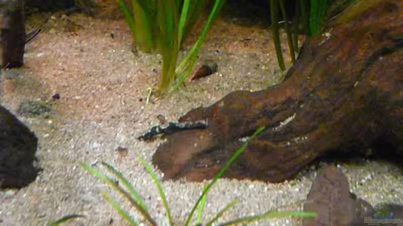 Bunocephalichthys bicolor von Andreas Fuchs (27)