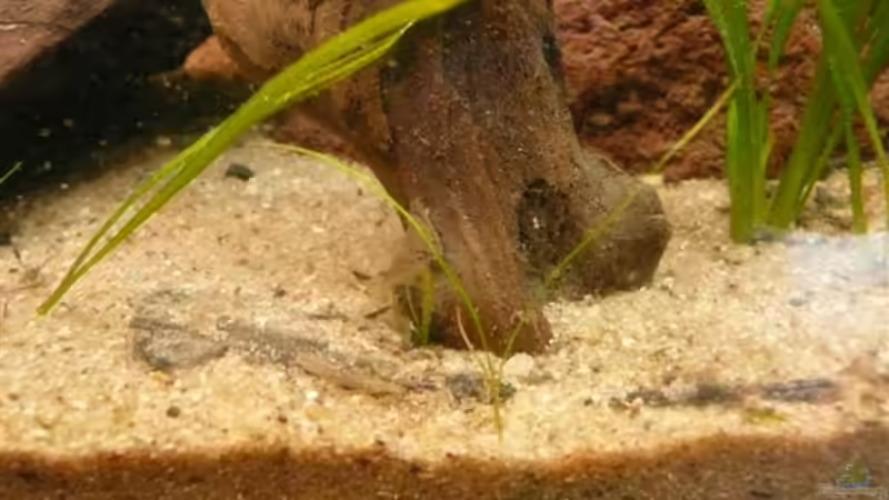 Bunocephalichthys bicolor von Andreas Fuchs (28)