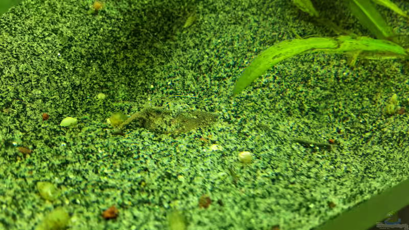 Bunocephalus coracoideus  von Sascha-M.K. (10)