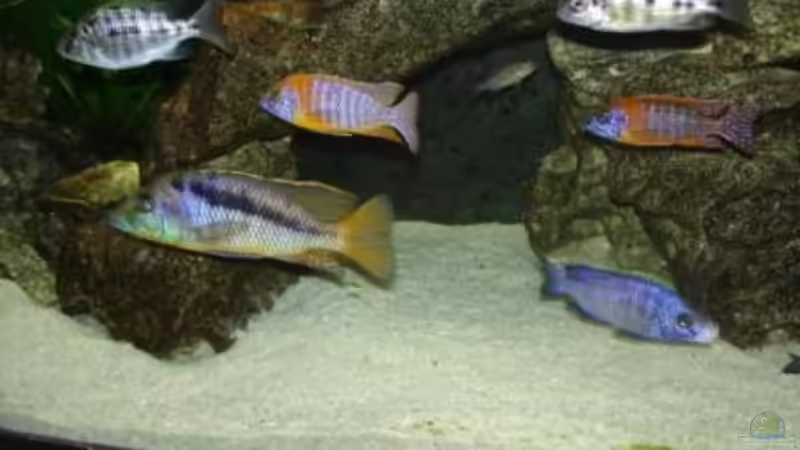 bunt 2 von exodus73 (10)