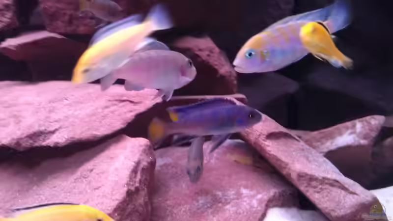 Bunt gemischt =) von Tobi787 (7)