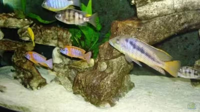 bunt von exodus73 (13)