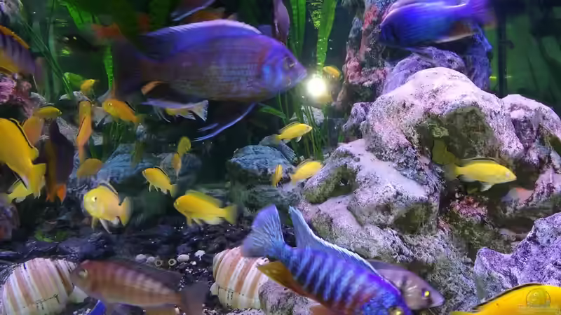 Buntbarache von Irzzz (5)