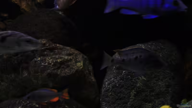 Buntbarsch Eindrücke in Farbe von Florian Bandhauer (21)