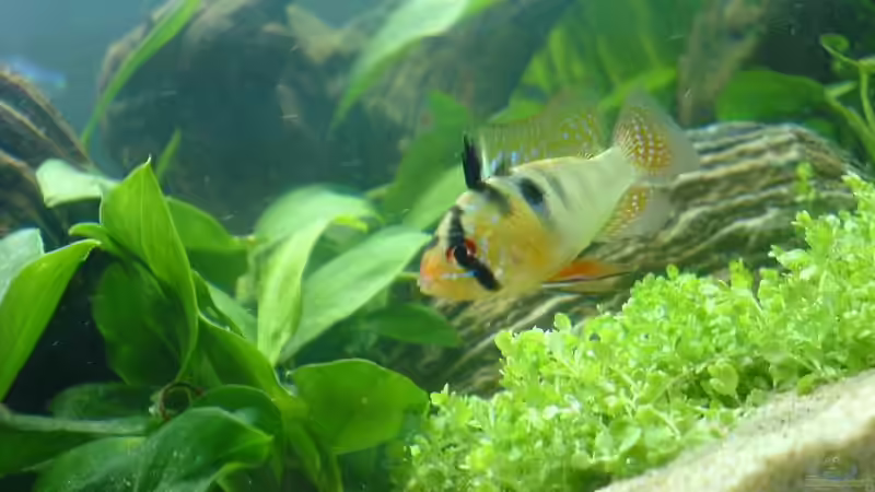 Buntbarsch von Mischa Vos (10)