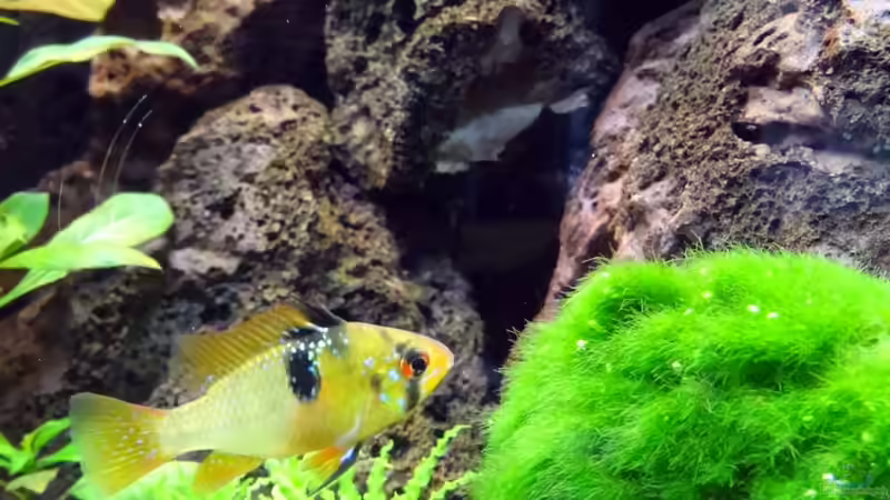 Mit Mooskugel das Aquarium dekorieren (Einrichtungsbeispiele mit Cladophora aegagrophila)