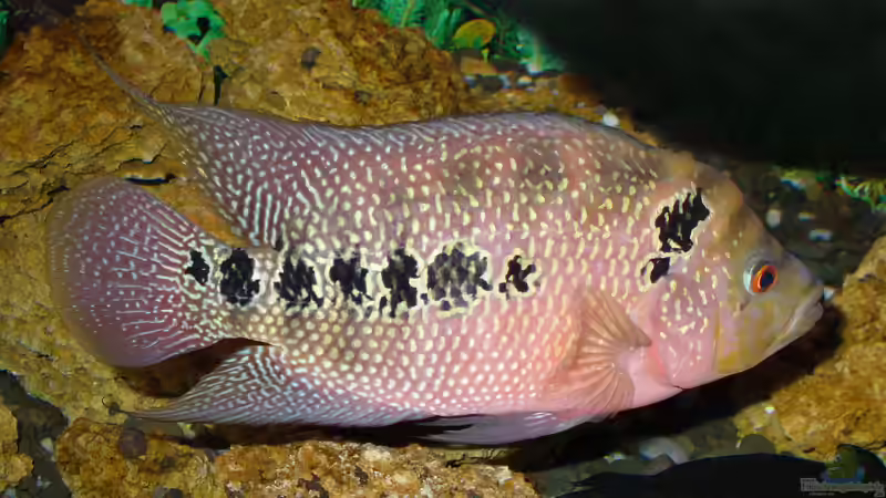 Buntbarsche aus Mittelamerika: Das ist die Bullenklasse