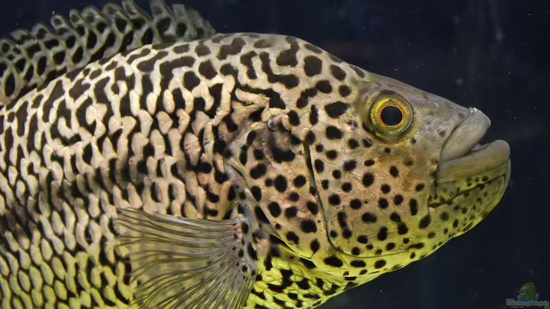 Buntbarsche aus Mittelamerika: Das ist die Bullenklasse