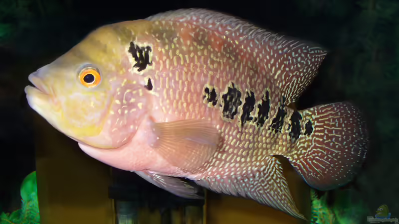 Buntbarsche aus Mittelamerika: Das ist die Bullenklasse
