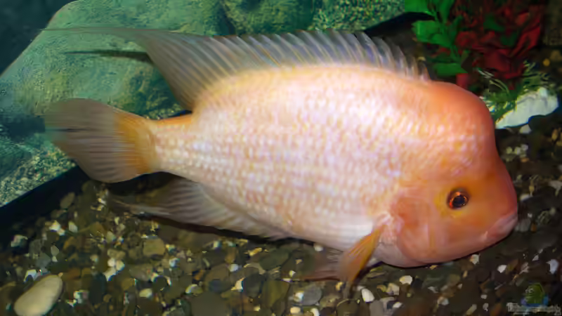 Buntbarsche aus Mittelamerika: Das ist die Bullenklasse