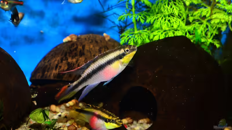 Buntbarsche aus Westafrika - faszinierende Vielfalt für das Aquarium