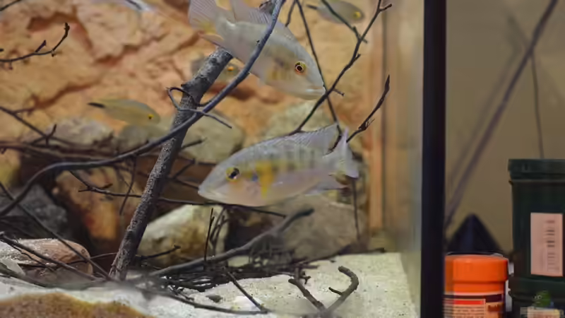 Buntbarsche aus Westafrika - faszinierende Vielfalt für das Aquarium